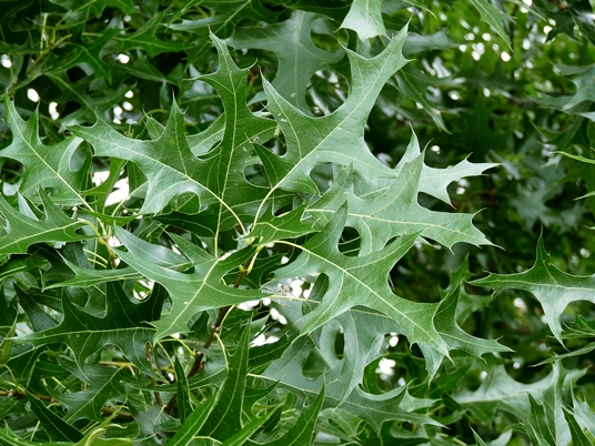 {Quercus texana}